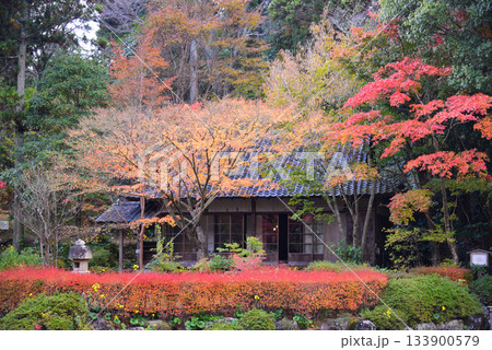 紅葉の修善寺虹の郷 133900579