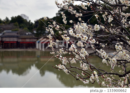 京都　早春の長岡天満宮 133900662