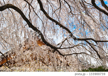 京都 本満寺の枝垂れ桜(京都府京都市上京区) 京都 本満寺の枝垂れ桜(京都府京都市上京区) 133900739
