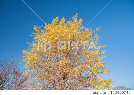快晴の空に浮かび上がる黄葉したイチョウの大木　京都市伏見区 133900743