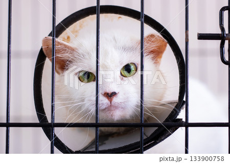 Cat in cone recovery, Surgical patient cat with collar inside veterinary sterile environment 133900758