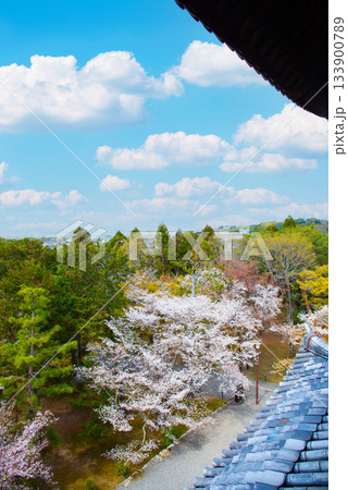 京都 南禅寺三門から眺める桜 京都 南禅寺三門から眺める桜 133900789
