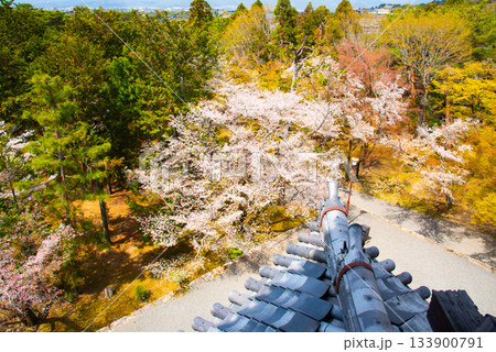 京都　南禅寺三門から眺める桜 133900791
