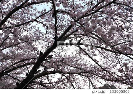 桜前線の満開基準となる標本木ソメイヨシノ1 133900805