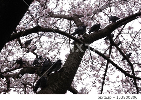 桜前線の満開基準となる標本木ソメイヨシノ2 133900806