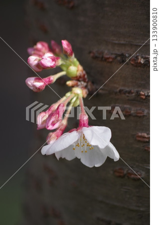 胴付き染井吉野2 胴付き染井吉野2 133900810