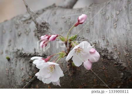 春を告げるソメイヨシノ3 133900811