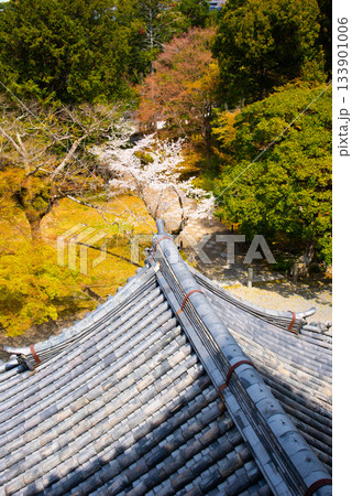 京都 南禅寺三門から眺める桜 京都 南禅寺三門から眺める桜 133901006