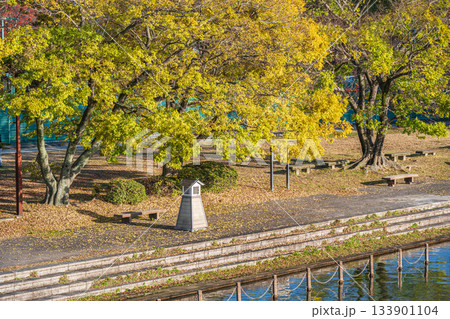 晩秋の伏見港公園 京都市伏見区 晩秋の伏見港公園 京都市伏見区 133901104