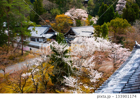 京都 南禅寺三門から眺める桜 京都 南禅寺三門から眺める桜 133901174