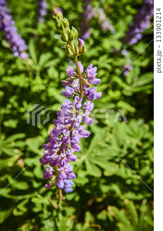 Purple Wildflower Close Up in Sunlit Meadow with Lush Green Foliage 133901214