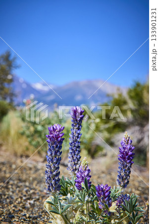 Purple Wildflowers with Mountain Backdrop and Clear Blue Sky in California 133901231