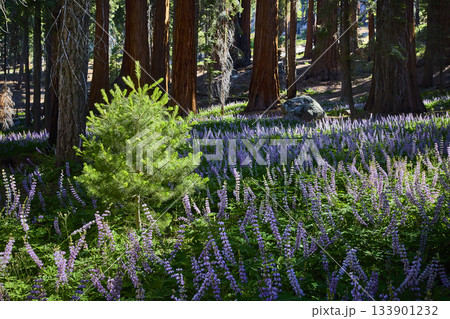 Pine Sapling and Purple Wildflowers in Sequoia Forest Meadow 133901232