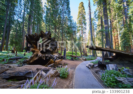 Sequoia Trees Fallen Log and Scenic Congress Trail in Sunlit Forest Landscape Sequoia Trees Fallen Log and Scenic Congress Trail in Sunlit Forest Landscape 133901238