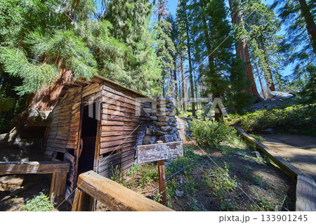 Tharp's Log Historic Cabin in Sequoia National Park Surrounded by Giant Trees 133901245