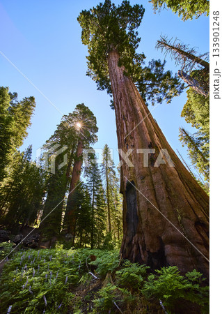 Majestic Sequoia Trees Sunburst and Lush Forest Floor in California Woodland Majestic Sequoia Trees Sunburst and Lush Forest Floor in California Woodland 133901248