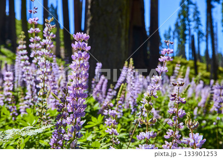 Purple Wildflowers Bloom in Sunlit Meadow with Forest Trees California Nature Purple Wildflowers Bloom in Sunlit Meadow with Forest Trees California Nature 133901253
