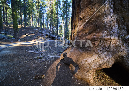 Giant Sequoia Tree Trunk With Human Shadow Along Congress Trail Forest Path 133901264