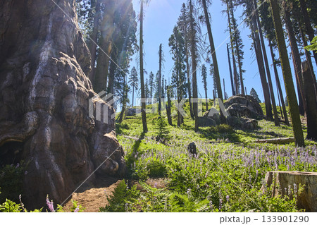 Giant Sequoia Tree Trunk Wildflower Meadow and Sunlit Forest in California 133901290