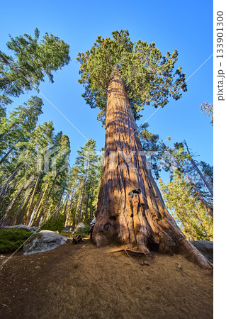 Giant Sequoia Tree Vertical Perspective in Sunlight on Congress Trail California 133901300