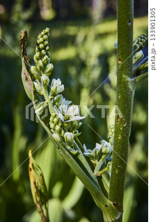 Wildflower Buds and Blossoms Close Up in Lush Green Meadow Setting Wildflower Buds and Blossoms Close Up in Lush Green Meadow Setting 133901305
