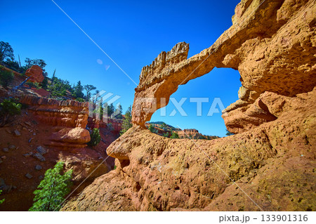 Red Rock Arch and Pine Trees Under Clear Blue Sky in Utah Canyon Red Rock Arch and Pine Trees Under Clear Blue Sky in Utah Canyon 133901316
