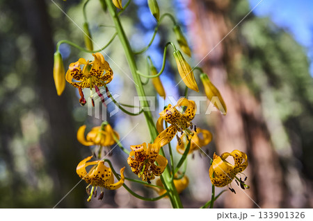 Yellow Wildflower Cluster Meadow Bee and Forest Sunlight Close Up Yellow Wildflower Cluster Meadow Bee and Forest Sunlight Close Up 133901326