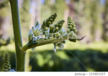 Wildflower Buds and White Bloom Close Up in Lush Green Crescent Meadow Wildflower Buds and White Bloom Close Up in Lush Green Crescent Meadow 133901327
