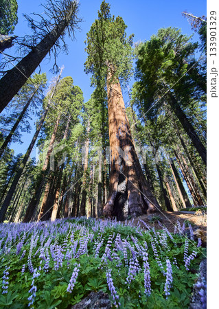 Giant Sequoia Trees and Purple Wildflowers in Sunlit Meadow Forest Perspective Giant Sequoia Trees and Purple Wildflowers in Sunlit Meadow Forest Perspective 133901329