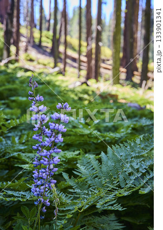 Purple Wildflower and Ferns in Sunlit Forest Meadow with Tall Tree Trunks Purple Wildflower and Ferns in Sunlit Forest Meadow with Tall Tree Trunks 133901341