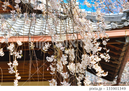 京都　本満寺の枝垂れ桜（京都府京都市上京区） 133901349