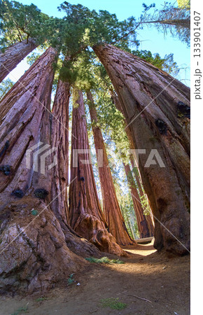 Giant Sequoia Trees Towering Canopy and Forest Path in Sunlit Panorama Giant Sequoia Trees Towering Canopy and Forest Path in Sunlit Panorama 133901407