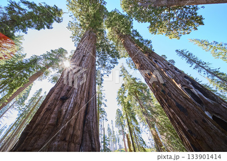 Sequoia Trees Sunburst and Forest Canopy in Sequoia National Park California 133901414