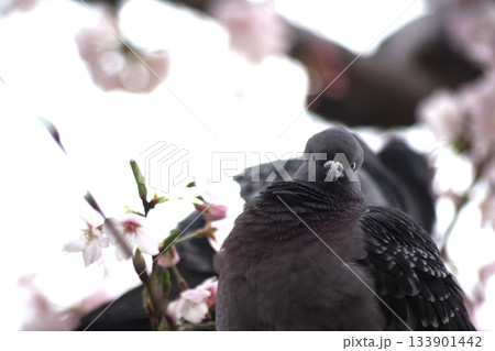 春の訪れを告げる染井吉野とカワラバト4 133901442