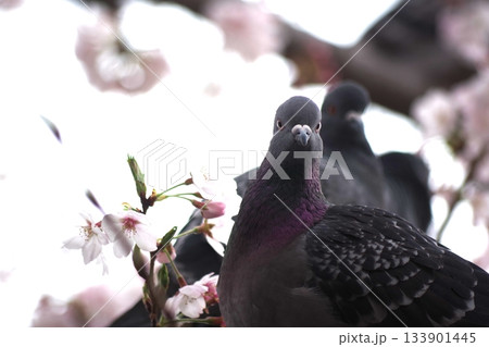 春の訪れを告げる染井吉野とカワラバト7 133901445