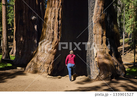 Giant Sequoia Tree Trunk With Tourist On Congress Trail In Sequoia National Park 133901527