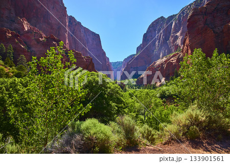Red Rock Cliffs Lush Green Valley and Clear Sky in Kolob Canyon Utah 133901561