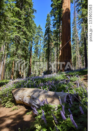 Sequoia Trees Purple Wildflowers and Fallen Log in Sunlit Forest Meadow 133901563