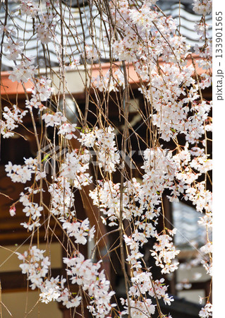 京都 本満寺の枝垂れ桜(京都府京都市上京区) 京都 本満寺の枝垂れ桜(京都府京都市上京区) 133901565
