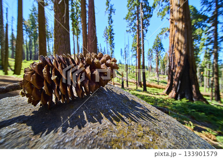 Close Up Pinecone on Rock with Sunlit Sequoia Trees in Lush Forest Close Up Pinecone on Rock with Sunlit Sequoia Trees in Lush Forest 133901579