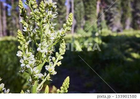 Wildflower Blooming in Sunlit Meadow with Forest Background Focused on Natural Beauty 133901580