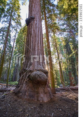 Giant Sequoia Tree With Burl Sunburst Light and Towering Forest Perspective 133901581