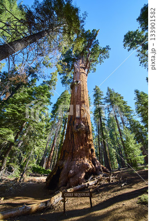Giant Sequoia Chief Sequoyah Tree Towering Forest Congress Trail California Giant Sequoia Chief Sequoyah Tree Towering Forest Congress Trail California 133901582