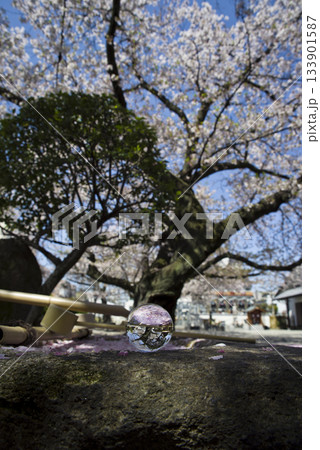 ガラス玉の中に満開の桜の花が映っています。 133901587