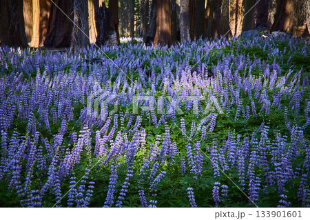Purple Wildflowers Bloom in Sunlit Meadow Among Giant Trees in Forest Purple Wildflowers Bloom in Sunlit Meadow Among Giant Trees in Forest 133901601