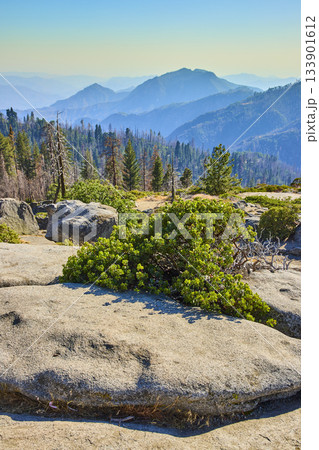 Granite Outcrop and Green Shrubs Overlooking Forested Mountains in Sequoia National Park 133901612