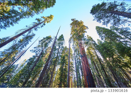 Giant Sequoia Trees Towering in Sunlit Forest Canopy Perspective Sequoia National Park Giant Sequoia Trees Towering in Sunlit Forest Canopy Perspective Sequoia National Park 133901616