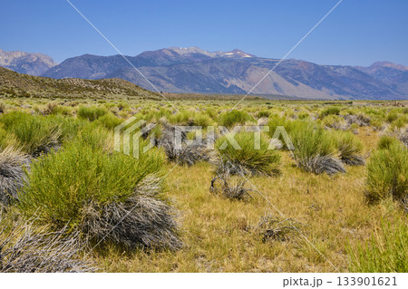 Sagebrush Field and Mountain Range under Blue Sky Eastern Sierra California Sagebrush Field and Mountain Range under Blue Sky Eastern Sierra California 133901621