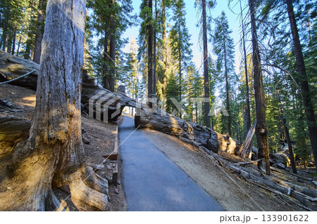 Tree Tunnel Log on Congress Trail in Sequoia National Park California 133901622