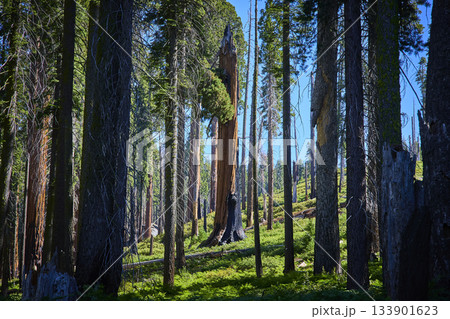 Sequoia Trees Sunlit Forest Floor and Blue Sky in Lush Crescent Meadow Sequoia Trees Sunlit Forest Floor and Blue Sky in Lush Crescent Meadow 133901623